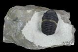 Acastoides Trilobite - Foum Zguid, Morocco #126999-1